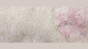 Carpet Steam Cleaning Toowoomba