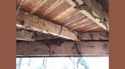 Nature Fresh Termite Management