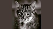Glenrowan Veterinary Clinic