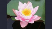 Meditation In Sydney