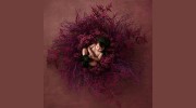 Blueberry Photography