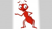 Kawana's Top Choice Pest Control