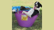 Wooroolin Veterinary Services