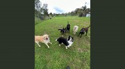 Apple Street Kennels