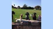 Dog Walking Adventures & Pet Care Services