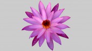 Waterlily Massage & Beauty
