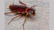 Southern Bug Busters