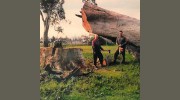 Browns Complete Tree Removal