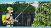 Pestpolice