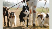 Doggy Walking