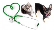 Daisy Hill Vet Clinic