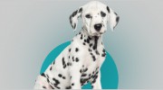 Greenwood Veterinary Clinic