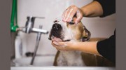Mobile Dog Grooming