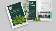 The Plant Man