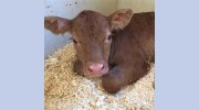 Inverell Vet Clinic
