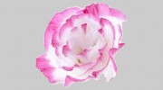 Sydney Flowers Express
