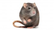Pest Control Maroochydore