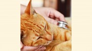 Gisborne Veterinary Clinic