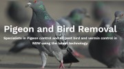 The Pigeon Man
