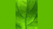 Melbourne Psychotherapy Services