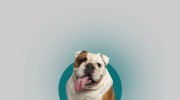 Wembley Veterinary Hospital