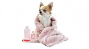 Shampoochie