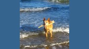 Ulysses Vet Clinic Cairns