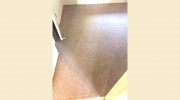 Best Reviews Carpet Cleaning & Pest Control