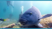 Abyss Scuba Diving