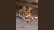Pest Control Wentworth Point