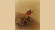 Rocket Pest & Termite