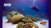 Dive Warehouse