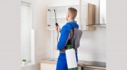 Pest Control Windsor