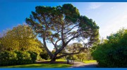 Woodvale Tree Services