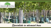 Arborwest Tree Farm