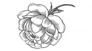 Sydney Flowers