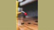 Pest Control Williamstown
