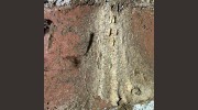 The Termite Guy