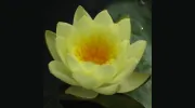 Meditation In Sydney