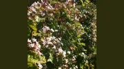 Breeze Property Maintenance