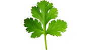 Coriander Indian Restaurant