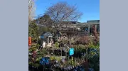 Poyntons Nursery