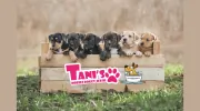Tani's Mobile Doggy Wash