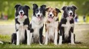 Dog Walkers Eastern Suburbs