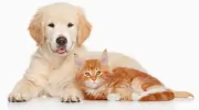 Gungahlin Veterinary Hospital