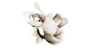 Moreton Bay Florist