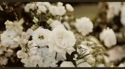 Japonica