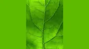 Melbourne Psychotherapy Services