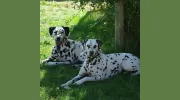 Mount Barker Veterinary Clinic