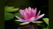 The Lotus Rooms